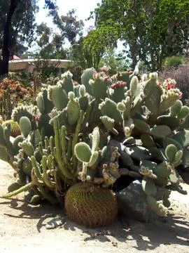 Cactus in the garden. Stock Photos