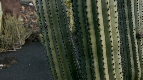 Cactus Garden Rotation Stock Footage 101980156