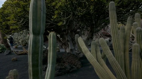 Cactus garden slow Видео 101983349