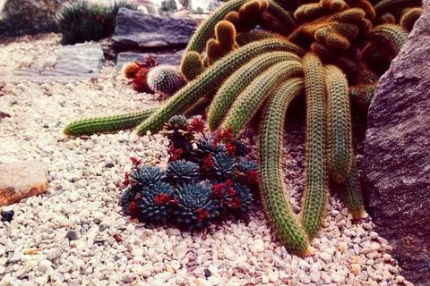 Cactus Garden: A Symphony of Deep Texture and Color Stock Photos