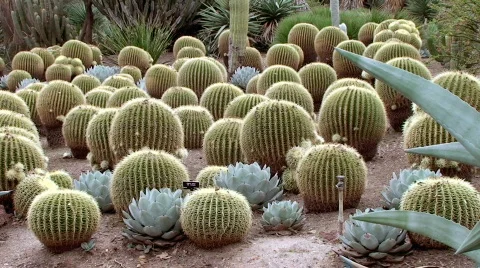 Cactus Gardens Stock Footage 624045