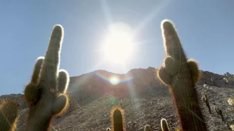 Cactus giant Stock Photos