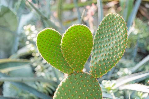 A cactus with a glasses-like shape, intriguingly shadowed by sunlight Its u.. Stock Photos
