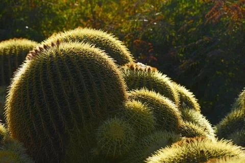 Cactus glow Stock Photos