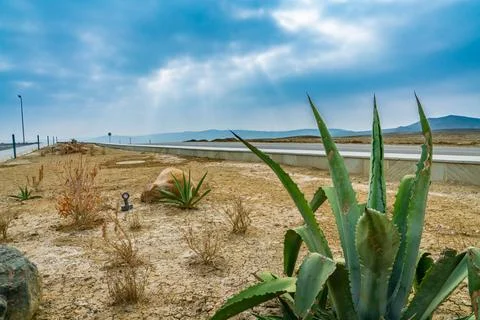 Cactus with God's rays Stock Photos