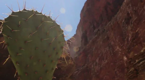 Cactus In The Grand Canyon Stock Footage 45763817