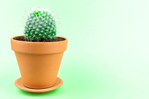 Cactus on a green background Stock Photos