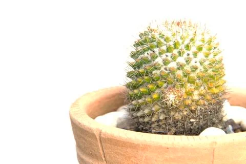 Cactus green orange sharp spines closeup Stock Photos