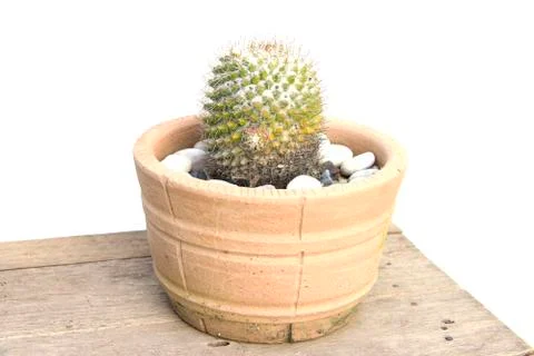 Cactus green orange sharp spines in corner Stock Photos