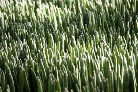 Cactus green plant pattern background Stock Photos