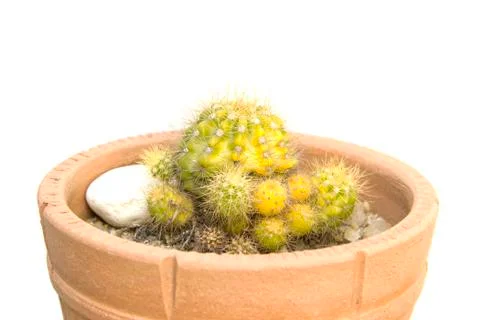Cactus green yellow sharp spines with different texture Stock Photos