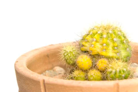 Cactus green yellow sharp spines with different texture closeup Stock Photos