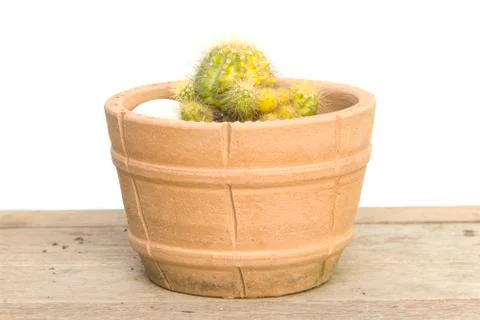 Cactus green yellow sharp spines with different texture in pot Stock Photos