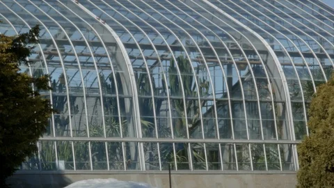 Cactus in the Greenhouse Vidéo 88788958