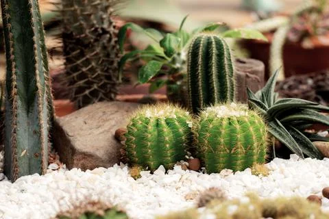 Cactus on ground. Stock Photos