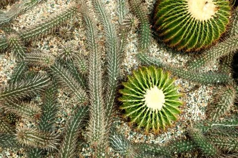 Cactus on the ground at the top view. Background Stock Photos