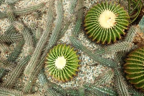 Cactus on the ground at the top view. Background Stock Photos