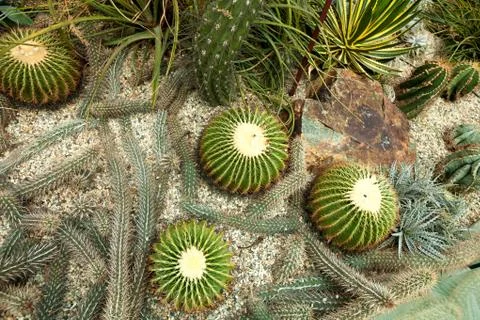 Cactus on the ground at the top view. Background Stock Photos