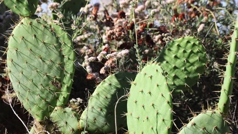 Cactus Group With Flowers In Sunlight Stock Footage 335255431