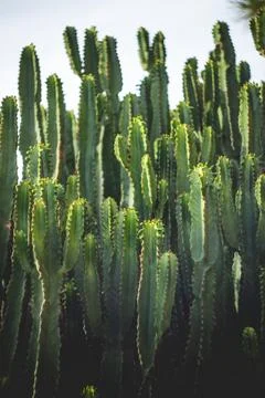 Cactus Grove Stock Photos