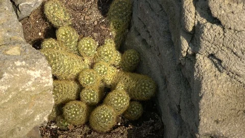 Cactus growing between rocks. Camera zoom in. Stock Footage 88569085
