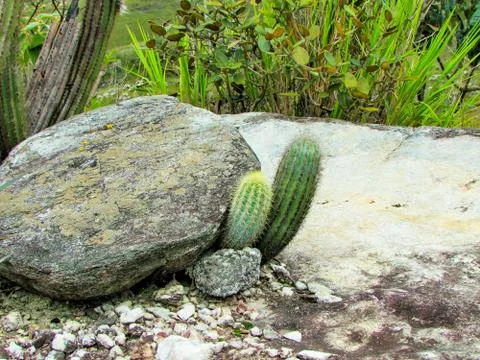 Cactus growing in between some rocks Stock Photos