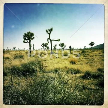 Cactus growing in desert Stock Photos