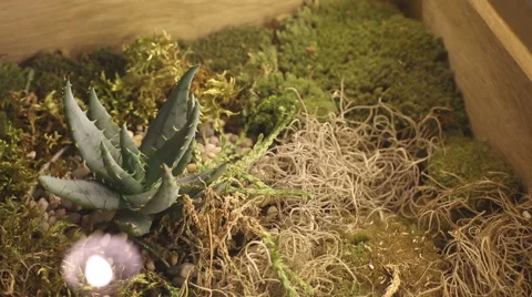 Cactus growing in the dry grass. Left camera movement. Stock Footage 61219592