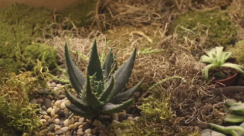 Cactus growing in the dry grass. Right camera movement. Stock Footage 61219343