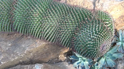 Cactus growing horizontally on rocks Stock Footage 88569151