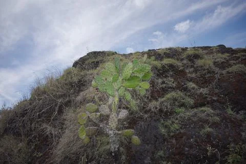 Cactus growing on the mountain. Stock Photos