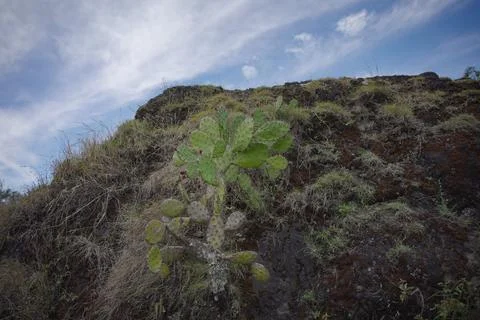 Cactus growing on the mountain. Stock Photos