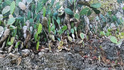 Cactus growing on rocks on the beach Stock Footage 297136618