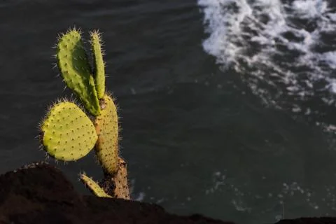Cactus growing on the side of the cliff Stock Photos