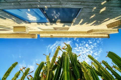 Cactus growing upwards to the sky Stock Photos