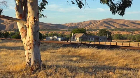 Cactus grows in the fields of Central California. Stockbeeldmateriaal 75693648