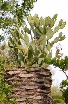 Cactus that grows on an old trunk of palm tree Stock Photos
