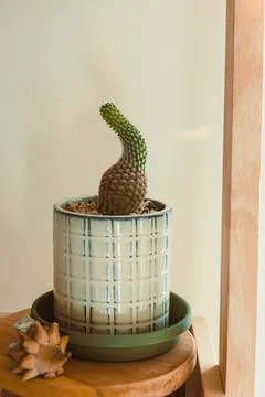 Cactus grows in a pot on a shelf by a window during daytime Stock Photos