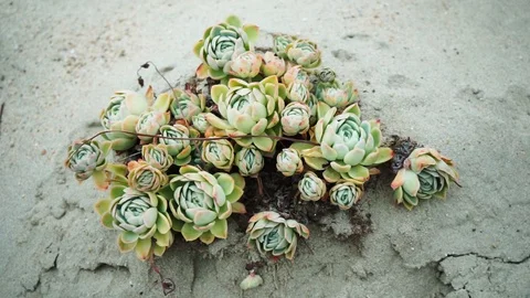 Cactus grows in the sand Stock Footage 118229730
