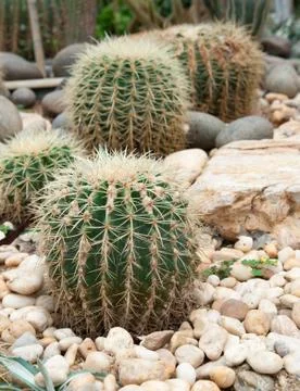 Cactus  grows in sand . Stock Photos
