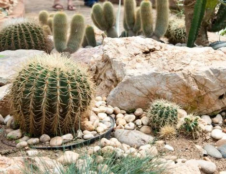 Cactus  grows in sand . Stock Photos