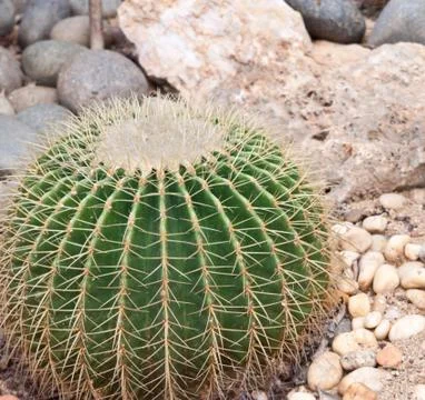 Cactus  grows in sand . Stock Photos