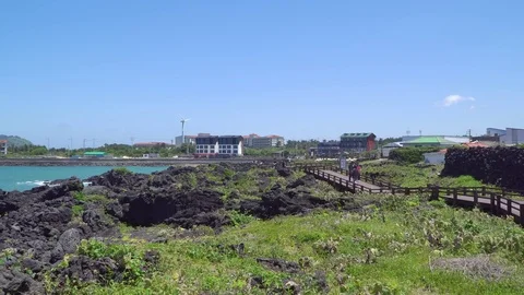 Cactus habitat in Wollyeong-ri Stock Footage