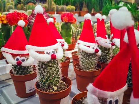 Cactus with hat Stockfoto's