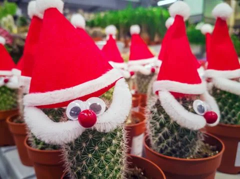 Cactus with hat Stock Photos