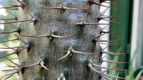 Cactus have long sharp spines all over the trunk close up Stock Footage 249208629