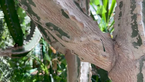 Cactus have long sharp spines all over the trunk close up Stock Footage 249208651