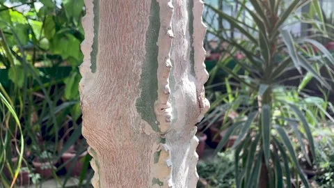 Cactus have long sharp spines all over the trunk close up Stock Footage 249689579