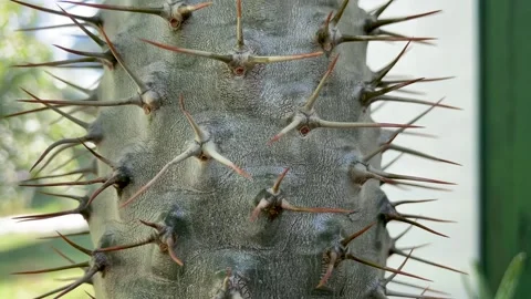 Cactus have long sharp spines all over the trunk close up Stock Footage 252269558