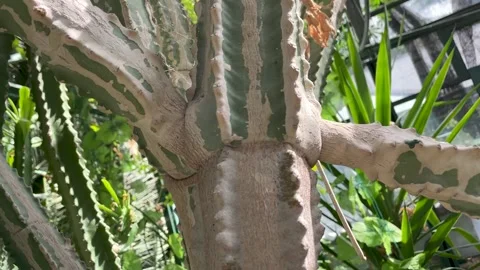 Cactus have long sharp spines all over the trunk close up Stock Footage 252269564